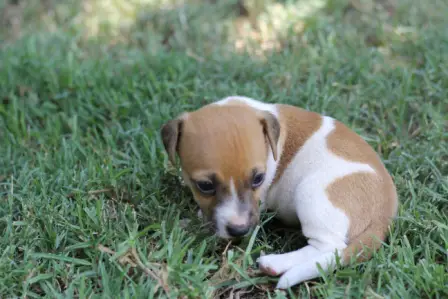 Registered Jack Russel puppies for sale